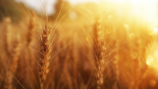 At Pentecost: A Covenant Renewed, A Bride Empowered